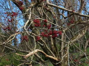 sorbus tree berries