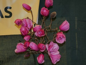 Magnolia sprengeri diva ‘Burncoose’