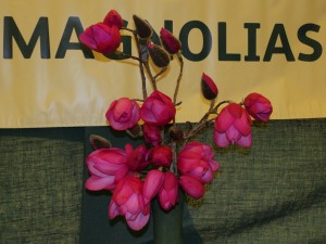 Magnolia ‘Philip Tregunna’