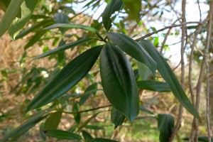 Manglietia insignis