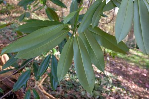 Manglietia insignis