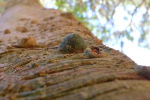 Manglietia insignis trunk