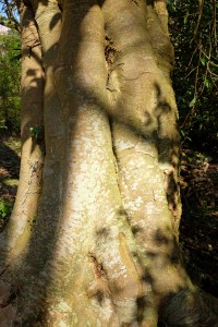 Manglietia insignis trunk