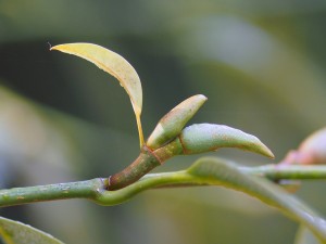Michelia foveolata
