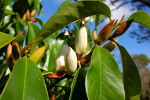 2010 planted Michelia ‘Touch of Pink’