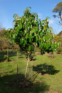 2010 planted Michelia ‘Touch of Pink’