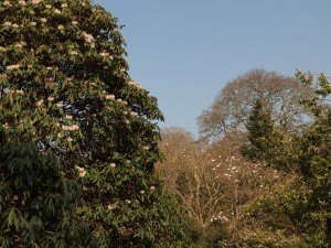 Magnolia campbellii Alba