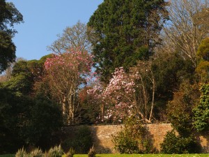 magnolia above the wall