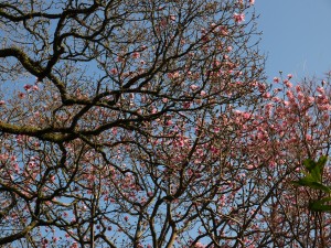 Magnolia ‘Delia Williams’