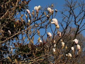 Magnolia ‘Lotus’