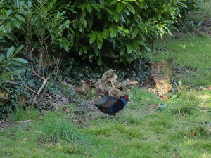 Manchurian cock pheasant