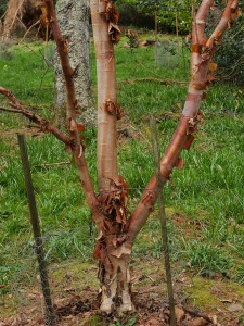 Betula albosinensis ‘Bowling Green’