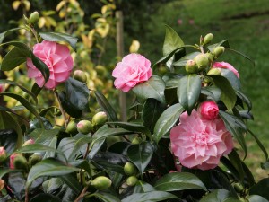 Camellia ‘Annie Waylam’