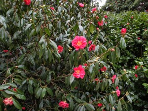 Camellia reticulata ‘K O Hester’