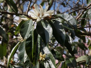 Michelia foveolata (or perhaps Michelia platypetala)