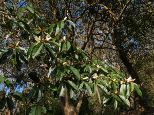 Michelia foveolata (or perhaps Michelia platypetala)