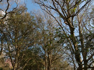 Michelia foveolata (or perhaps Michelia platypetala)