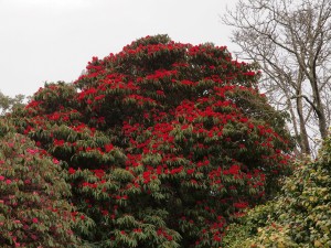 Rhododendron arboreum, the blood red form