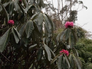 Rhododendron praestans