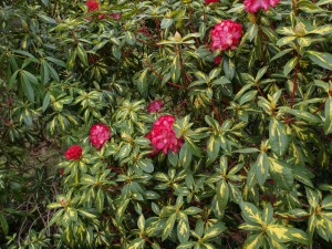 Rhododendron ‘President Roosevelt’