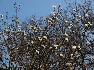 Magnolia campbellii ‘Alba’