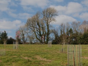 views of Kennel Close planting