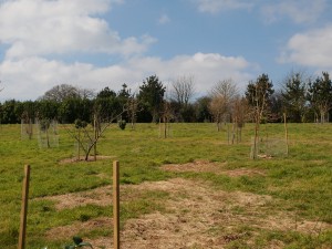 views of Kennel Close planting
