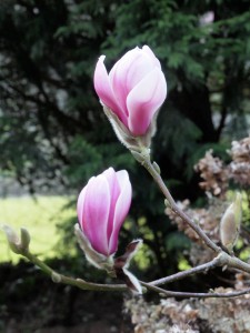 Magnolia denudata ‘Forrest Pink’