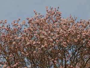 One of the original Magnolia mollicomatas