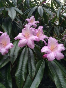 Rhododendron stenaulum