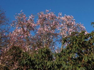 Magnolia sargentiana var robusta
