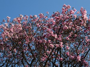 Magnolia sargentiana var robusta