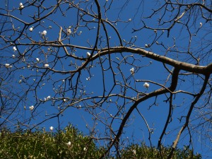 Magnolia sprengeri var elongata