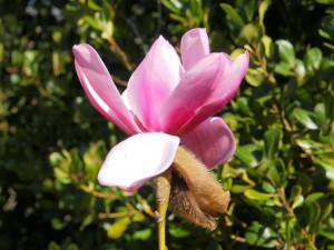 Magnolia ‘Treve Holman’