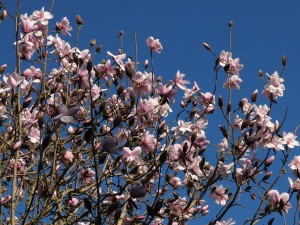 Queen Mother’s magnolia