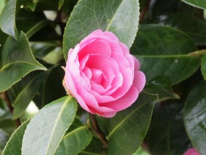 Camellia x williamsii ‘E G Waterhouse’