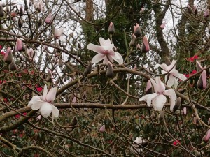 Magnolia campbellii Alba seedling