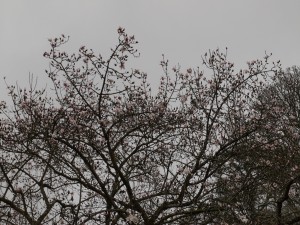 Magnolia campbellii Alba seedling