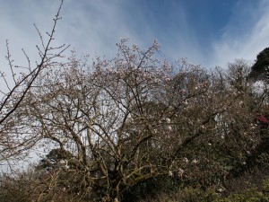 Magnolia campbellii Alba seedling