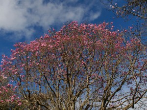 Magnolia dawsoniana seedlings