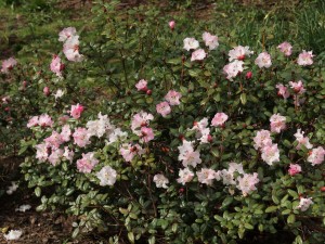 Rhododendron cilpinense