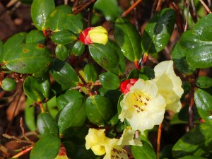 Rhododendron ‘Golden Oriole var Talavera’