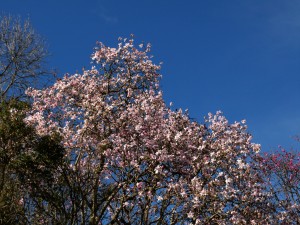 three magnolias full out