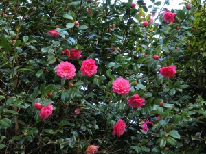 Camellia ‘Water Lily’