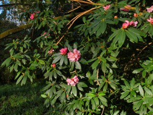 Rhododendron irrroratum