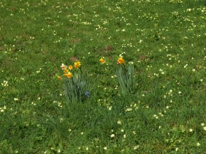 daffodils, a bluebell and copious primroses