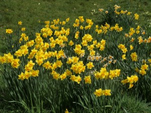 daffodils on the bank