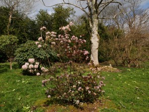 Rhododendron siderophyllum