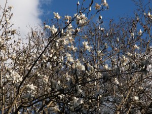 Magnolia campbellii Alba