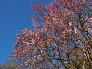Magnolia x veitchiis